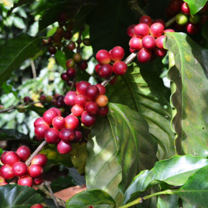 Costa Rican Naranjo La Rosa - Medium Roast Coffee