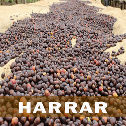 Ethiopian Harrar Coffee